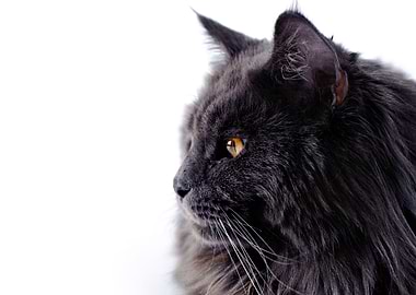 Black Maine Coon cat
