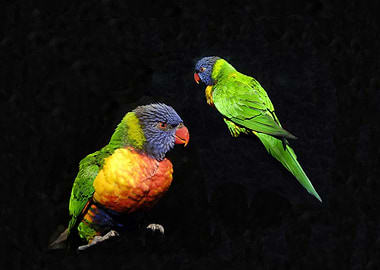 Rainbow lorikeet study A