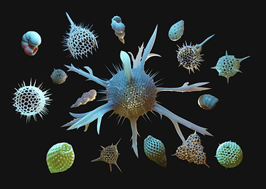 Radiolaria + Foraminifera