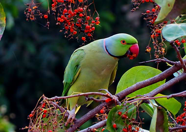 green bird leaves