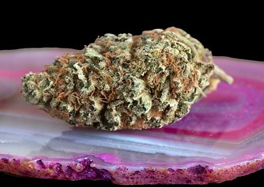 Blueberry Headband MMJ