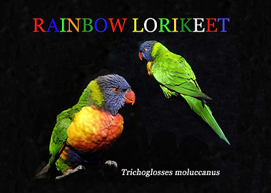 Rainbow lorikeet work A