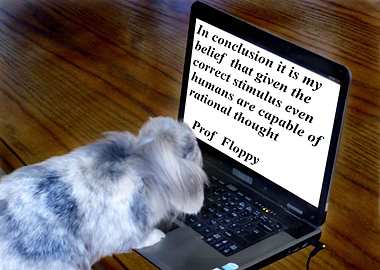 the professor rabbit