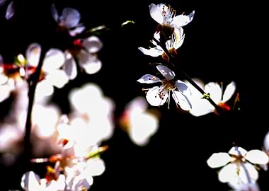 Beautiful Apricot Flowers