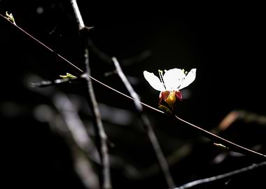 Japanese Apricot Flower