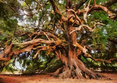Ancient Tree