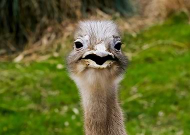 Ostrich surprised