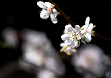Apricot Flowers On Black
