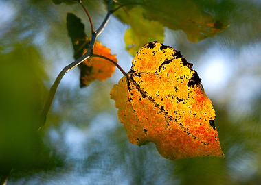 Yellow Aspen Leaf In Fall