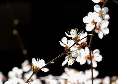 Sunlit Apricot Flowers