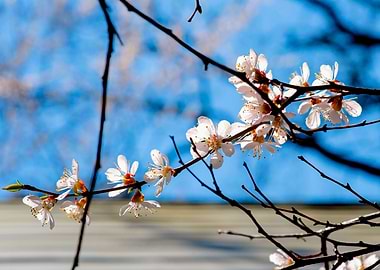 Delicate Japanese Apricot