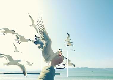 feeding seagull in Japan