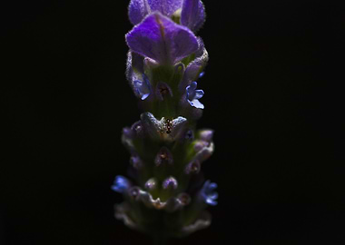 Sugar Ant On Lavender