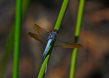 A Three Winged Dragonfly