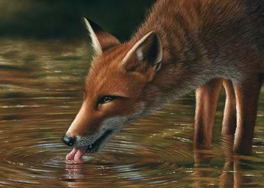 Red Fox