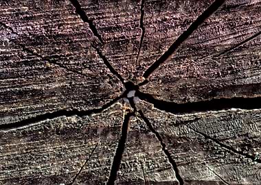 Cracks in old log closeup