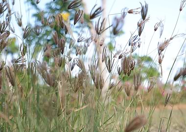 Beautiful Fresh Plant