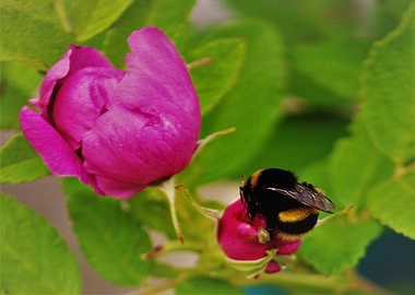 Humble Bee