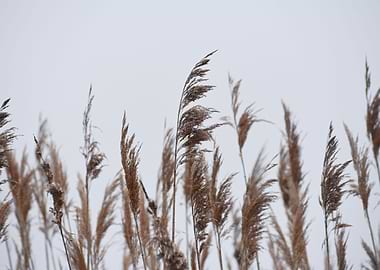 Pampas Grass I