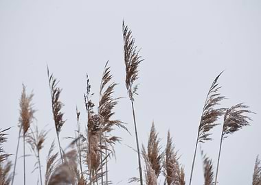 Pampas Grass II