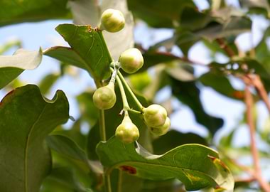 Beautiful Fresh Fruit