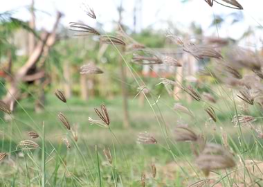 Beautiful Fresh Plant