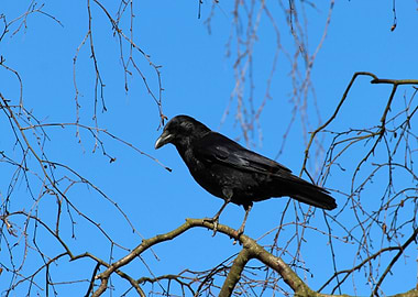 blue cloud bird black