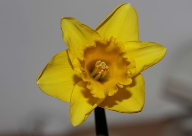 Narcissus pseudonarcissus