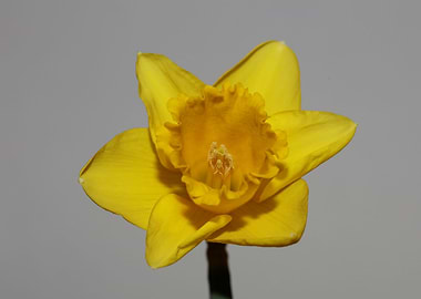 Narcissus pseudonarcissus