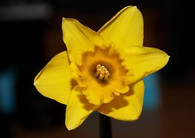 Narcissus pseudonarcissus