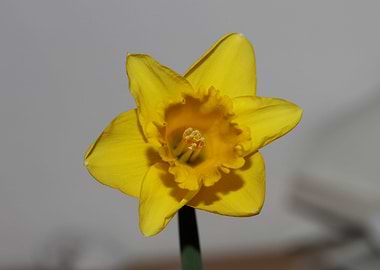 Narcissus pseudonarcissus
