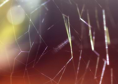 Spider Webs