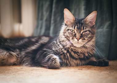 Maine Coon cat2