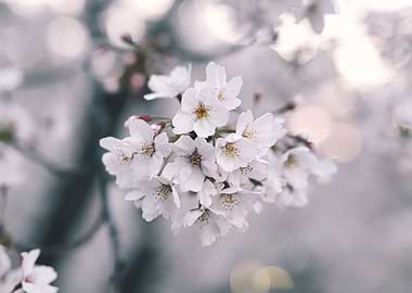 Cherry Blossom
