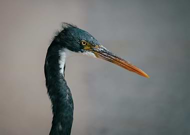 long beaked bird