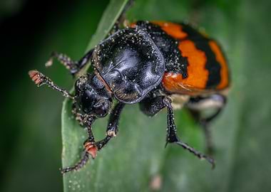 black red beetle