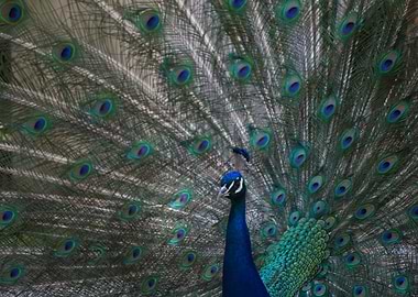 A Peacock