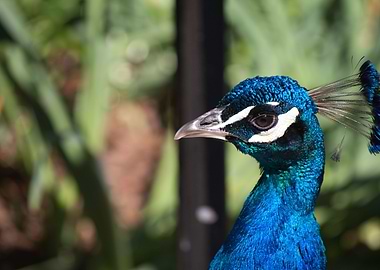 Peacock