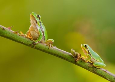 Tree Frogs looking up