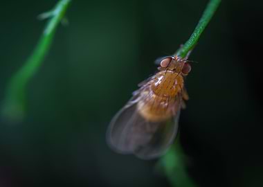 brown fly