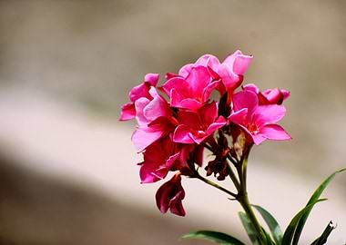 Beautiful Pink Flowers