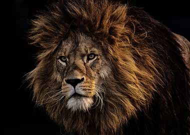 Lion in the Dark