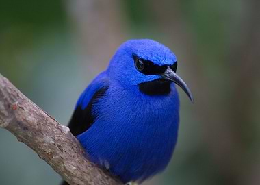 Purple Honeycreeper