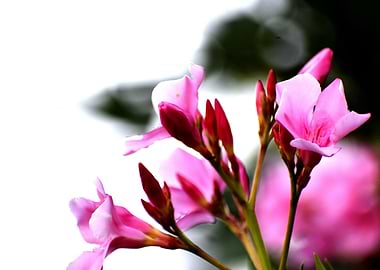 Beautiful Pink Flowers
