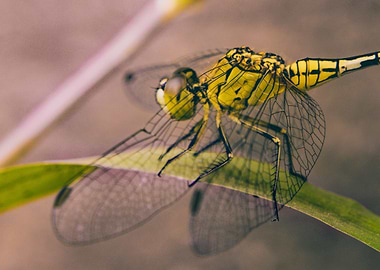 yellow dragonfly