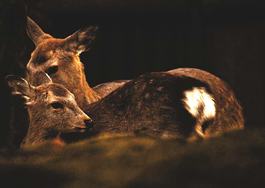 Sacred Deers of Nara