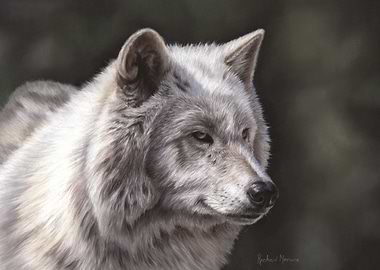 White Wolf