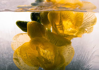 Yellow freesia in ice 1
