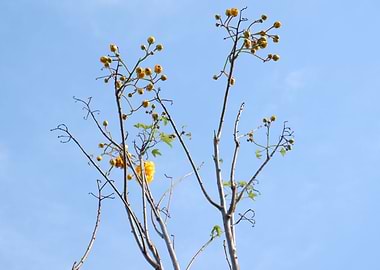 Beautiful Fresh Flower