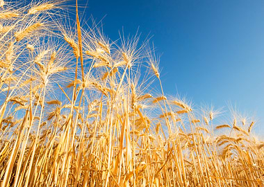 wheat field blue sky